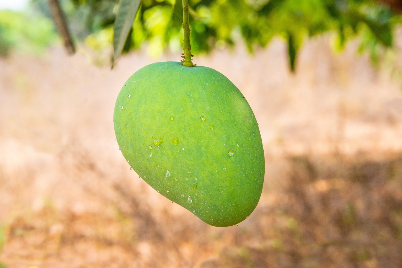 Raw Mango ( Kachcha Aam)